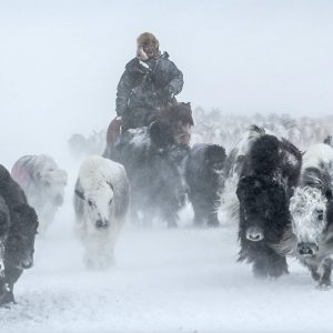 Дархад нүүдэл