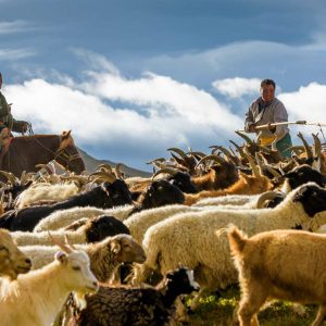 малчин зураг