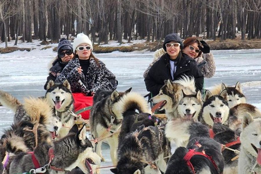 Dog sledding tour