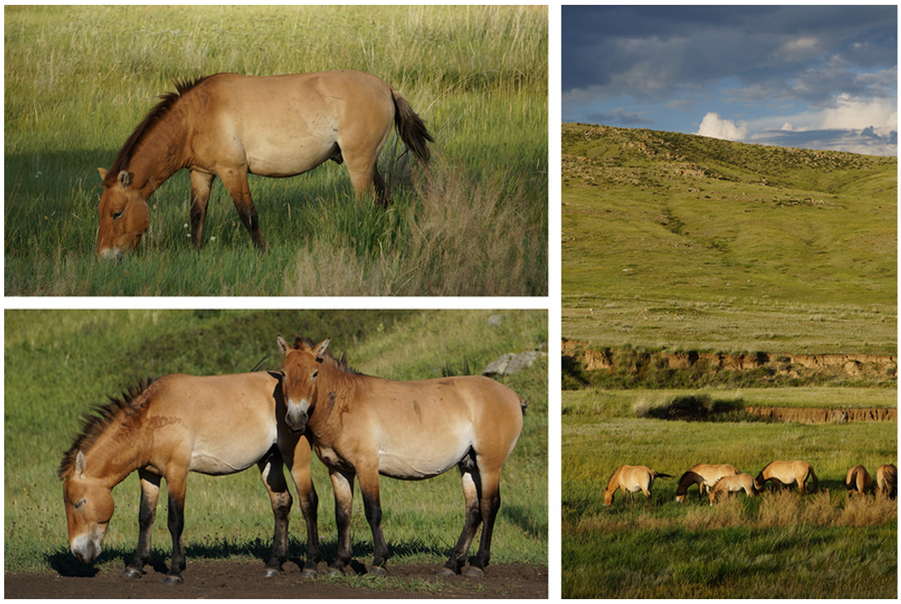 <span> Day 2 </span> ULAANBAATAR - KHUSTAIN RANGE