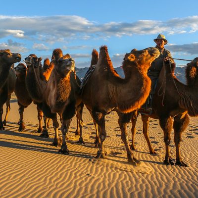 Bactrian camels