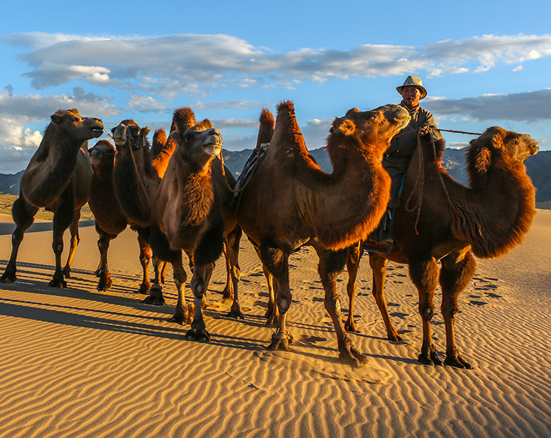 Bactrian camels
