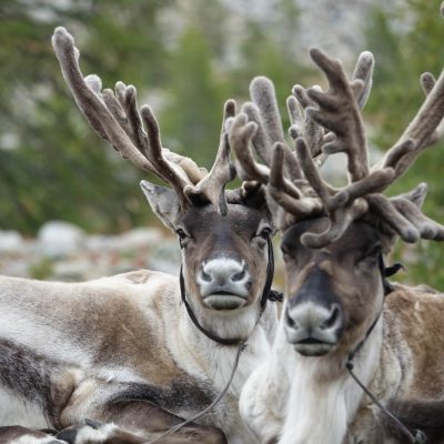 Meeting the Reindeer Herders