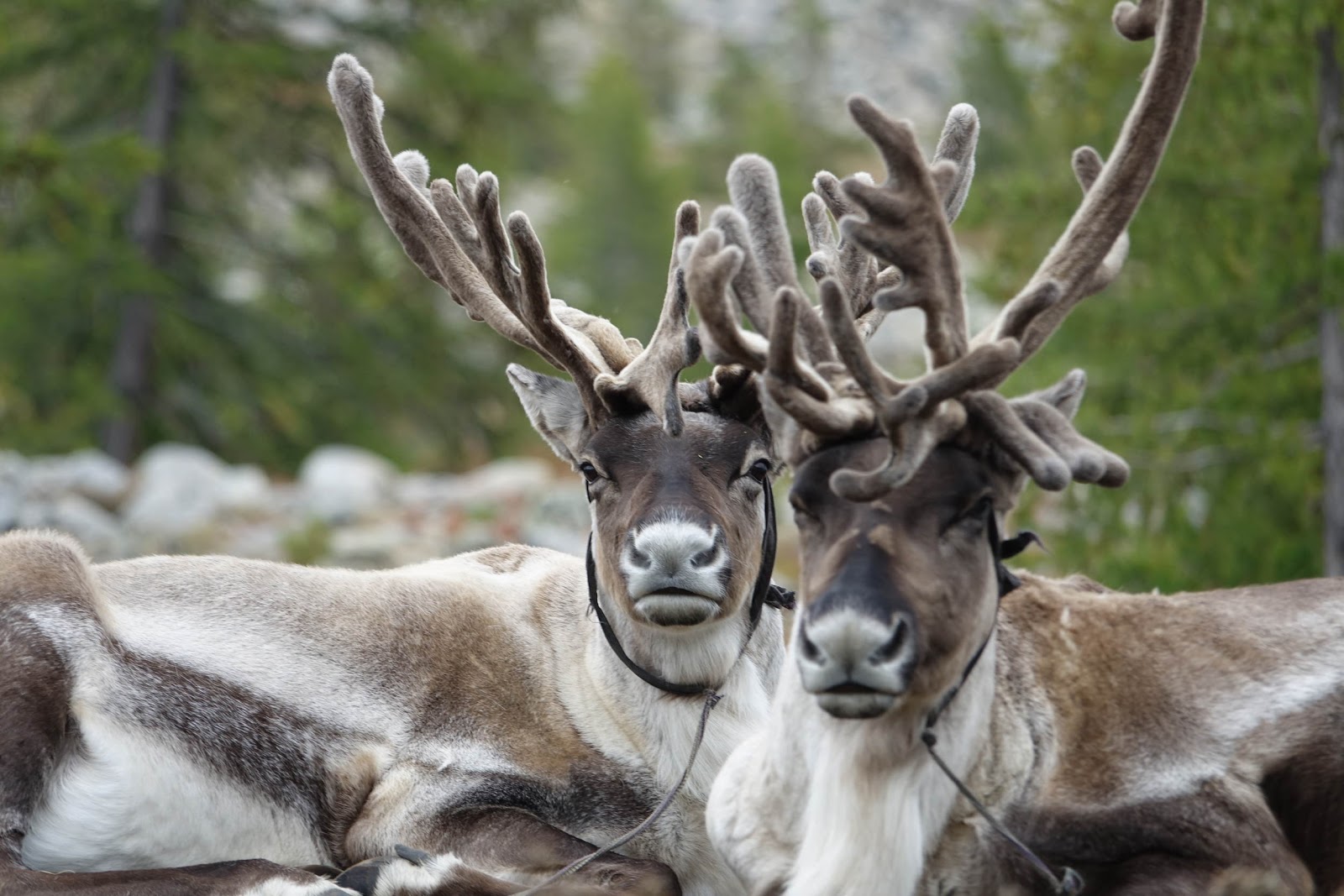 Meeting the Reindeer Herders