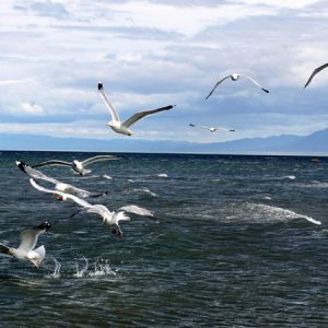 lakeuvs-biodiversity1