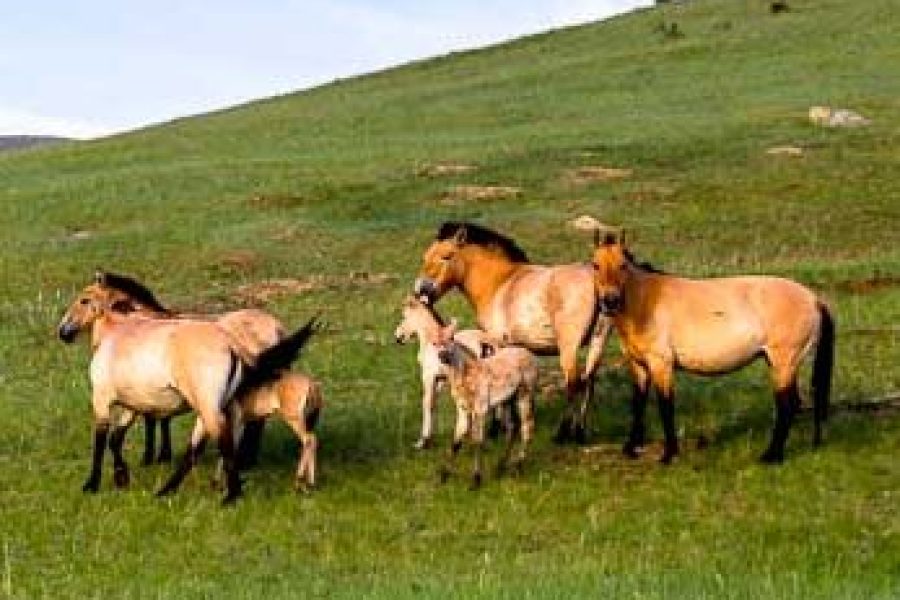 One day Tours: Khustai National Park