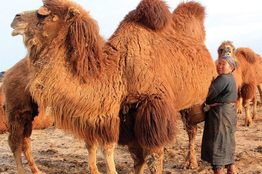 camel herder mongolian nomad family milking a camel