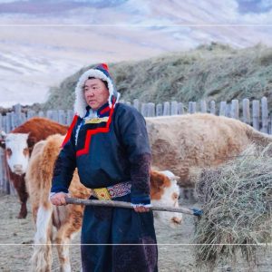 6-Day Tour: The Buryat Dairy & Cow Herding Expedition buryat cow