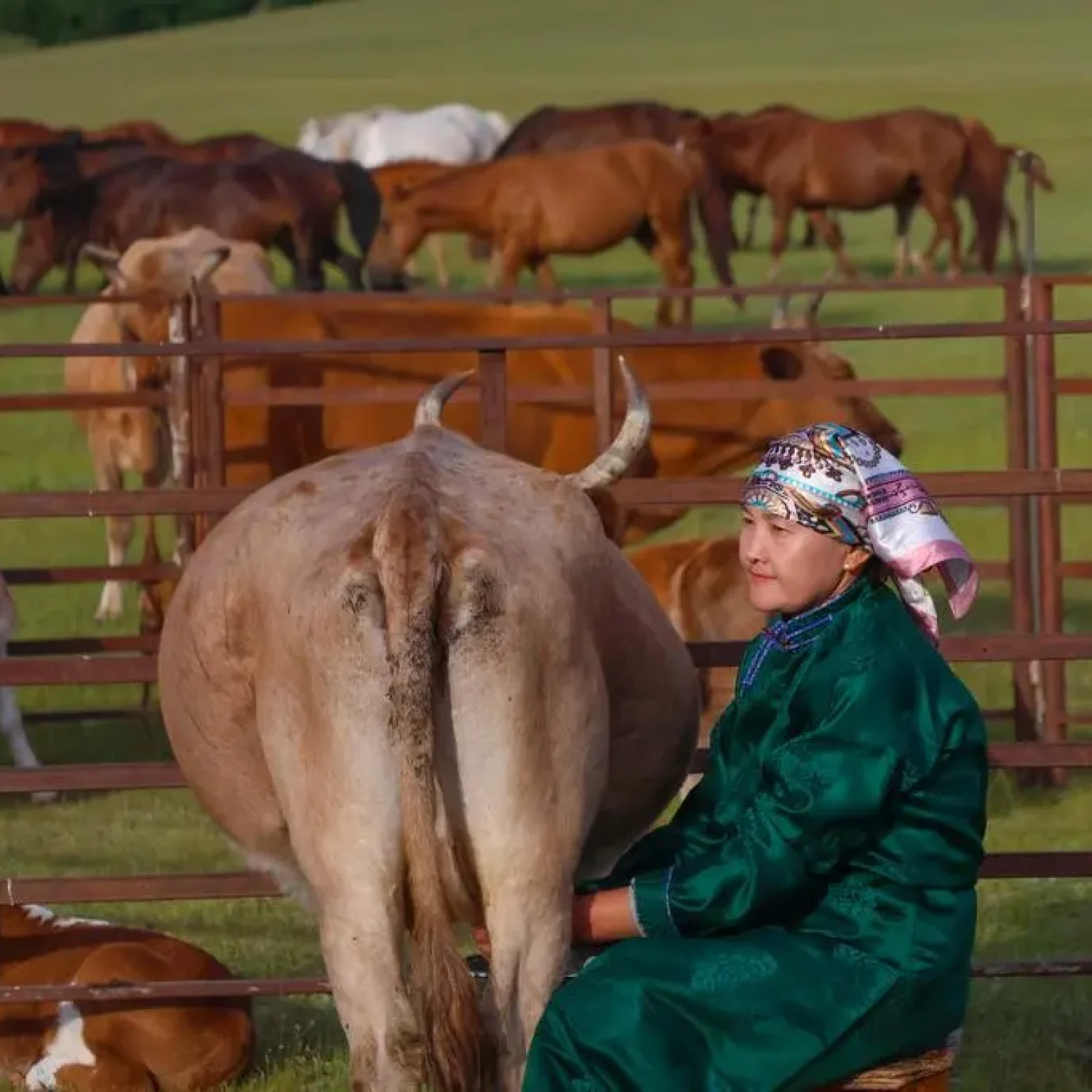 6-Day Tour: The Buryat Dairy & Cow Herding Expedition cow family Azarra Discover Mongolia