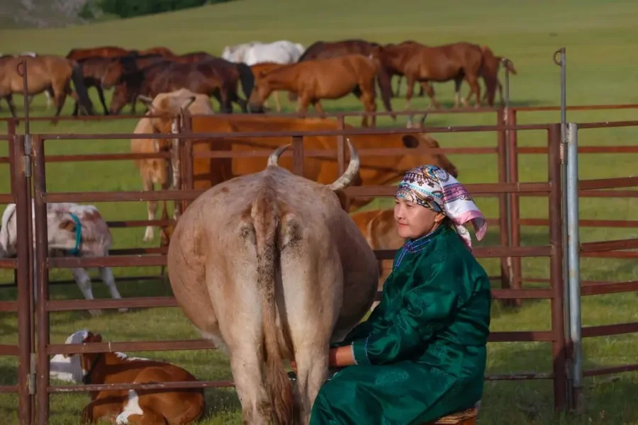 The Buryat Dairy & Cow Herding Expedition
