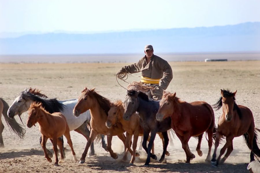 Traditional Mongolian horseman in a Deel using a Uurga pole lasso on the Batnorov steppe during an 8-day horse culture tour.