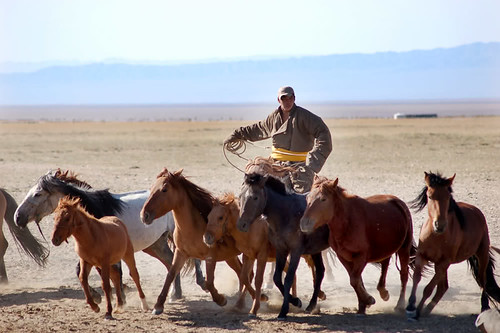 Traditional Mongolian horseman in a Deel using a Uurga pole lasso on the Batnorov steppe during an 8-day horse culture tour.