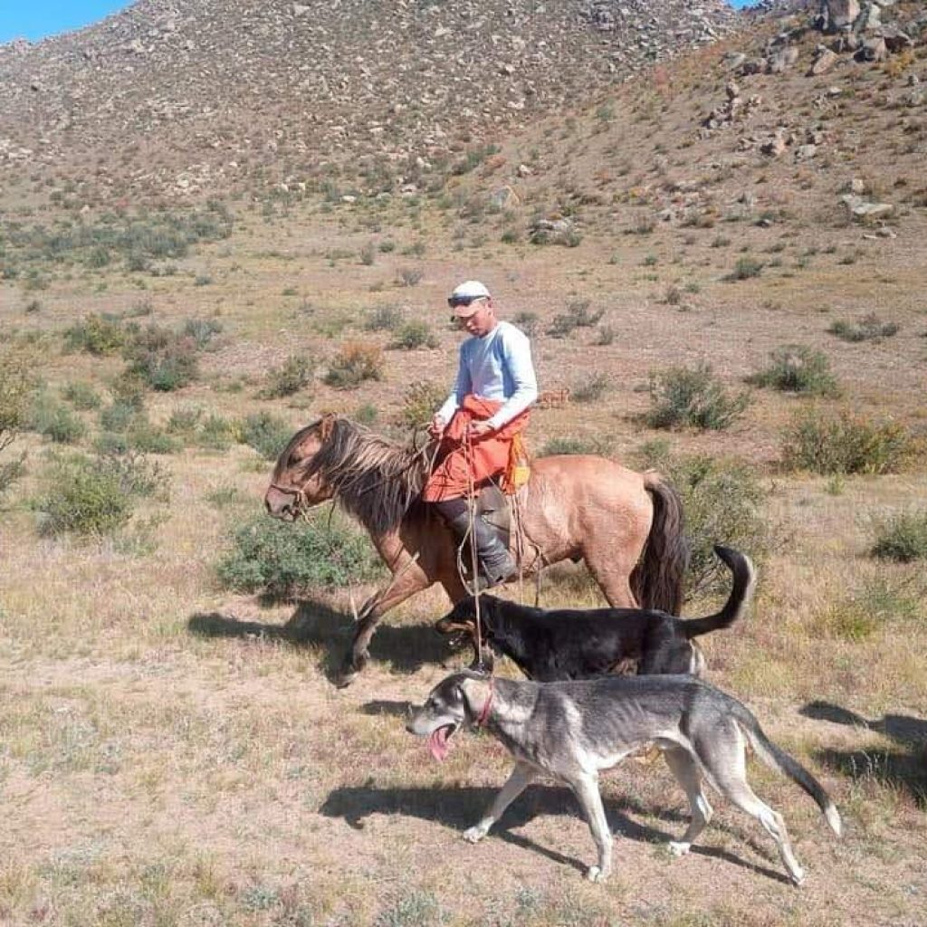 mongolian horseman hunting dog