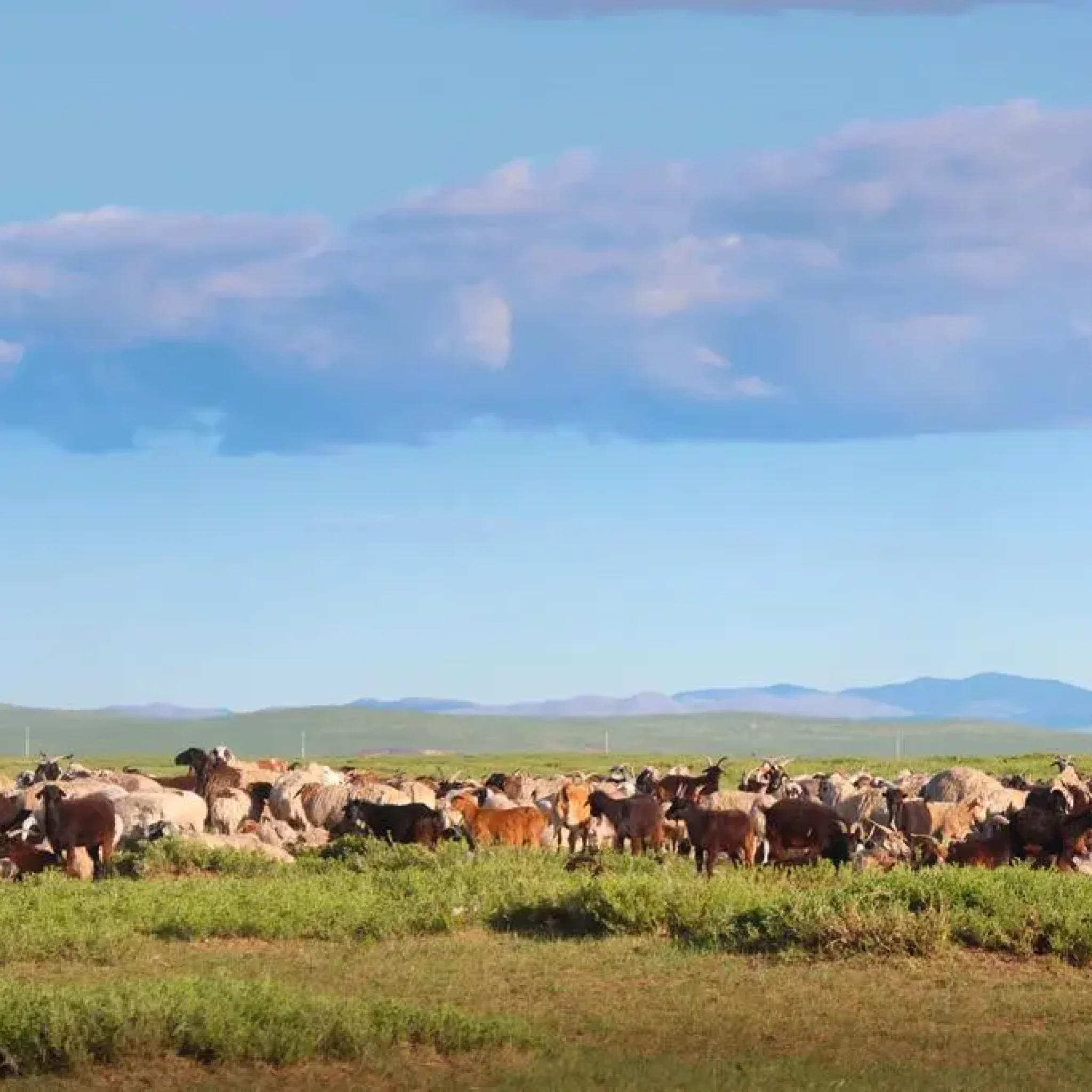 6-Day Tour: The Buryat Dairy & Cow Herding Expedition malchin Azarra Discover Mongolia