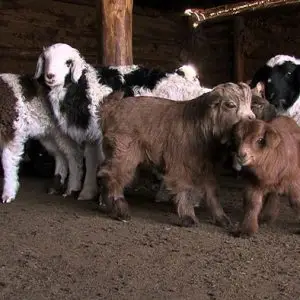 6-Day Tour: The Buryat Dairy & Cow Herding Expedition ишиг