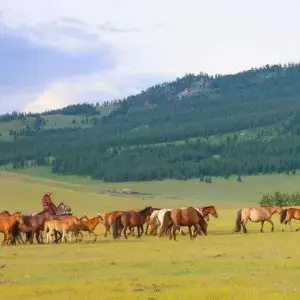 6-Day Tour: The Buryat Dairy & Cow Herding Expedition морь адуу айл