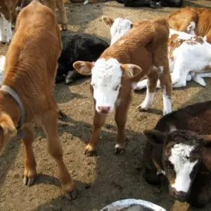 6-Day Tour: The Buryat Dairy & Cow Herding Expedition тугал