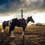 azarradiscovermongolia Azarra Discover Mongolia